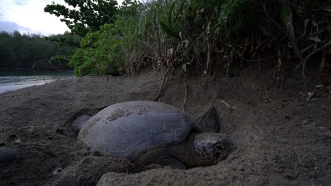 The Green Sea Turtle Burying Its Eggs with Its Hind Legs After Laying in Stock Footage 332766448