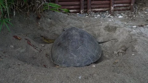 The Green Sea Turtle Burying Its Eggs with Front Flippers After Laying Eggs in Stock Footage 332766464