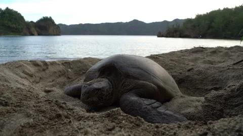 The Green Sea Turtle Burying Its Eggs with Front Flippers After Laying Eggs in Stock Footage 332766469