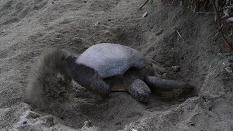 The Green Sea Turtle Burying Its Eggs with Front Flippers After Laying Eggs in Stock Footage 332766477
