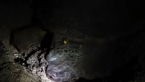 The Green Sea Turtle Burying Its Eggs with Its Hind Legs After Laying in Stock Footage 332766493