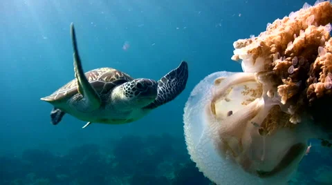 Green sea turtle (Chelonia mydas) eating jellyfish part3 Stock Footage