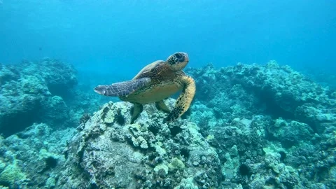 GREEN SEA TURTLE, Chelonia mydas, HAWAII. Stock Footage