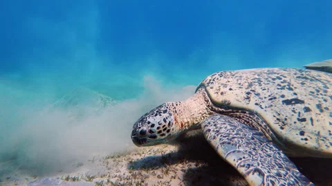 Green sea turtle (Chelonia mydas) at the bottom of the Red Sea, close up Stock Footage