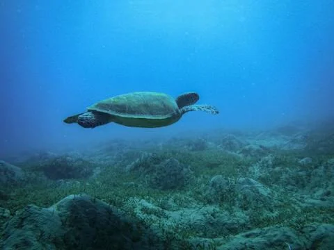 Green Sea Turtle (Chelonia mydas) lies at the bottom in sea. Stock Photos