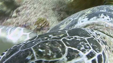 Green Sea Turtle Close Encounters at Sipadan Island, Indonesia Stock Footage 325848070