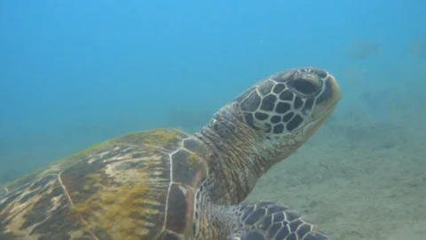 Green Sea Turtle Close Up, Surfacing Stock Footage 94859009