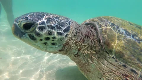 Green sea turtle close up underwater Stock Footage 296488572