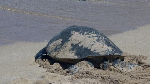 Green Sea Turtle Covered In Sand Crawls Slowly From Beach To Ocean Stock Footage 118169193