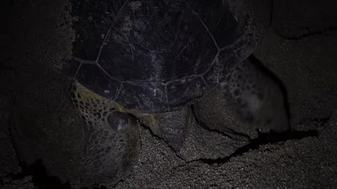 The Green Sea Turtle Covering Its Nest with Sand After Laying Eggs in Ogasawara Stock Footage 332766630