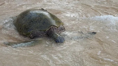 Green sea turtle crawling ashore on sandy beach 库存影片 308485701