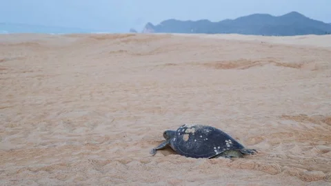 Green Sea Turtle Crawling on Beach in Sand towards Pacific Ocean Mexico 動画素材 227037591