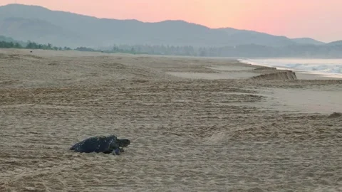 Green Sea Turtle Crawling Beach towards Pacific Ocean Sunrise Mexico 動画素材 227037683