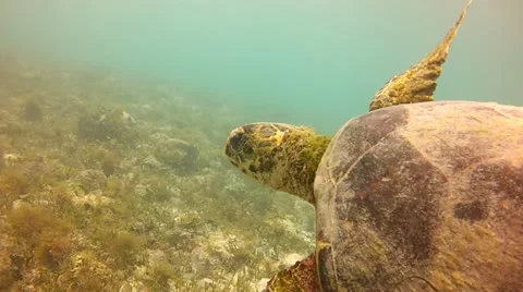 Green Sea Turtle CU Video stock 21425923