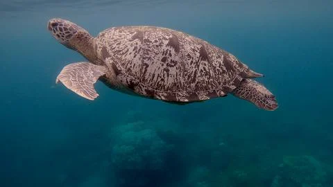 A green sea turtle displaying white intricate shell patterns as it swims in hazy Stock Photos