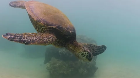 Green sea turtle diving in clear water of Pacific Ocean around Hawaii Stock Footage 277444050