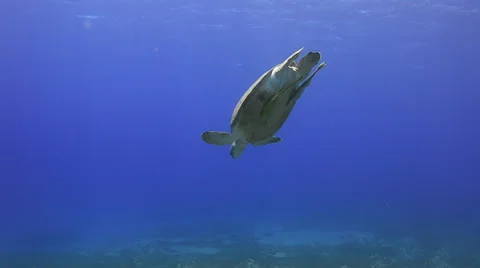 Green sea turtle, diving down to sea grass bed - 29.97fps Stock Footage 37920440