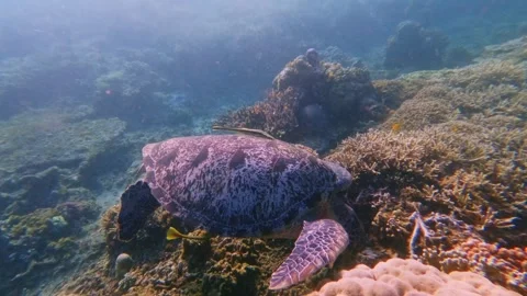 Green sea turtle eating algae in the bustling reef while two live sharksucker hi Stock Footage 343425691