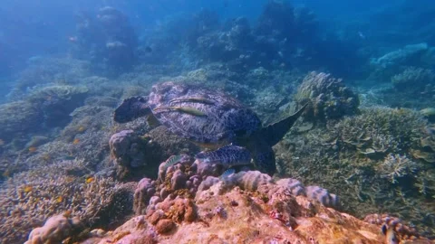 Green sea turtle eating algae in the bustling coral reef  Stock Footage 343425805