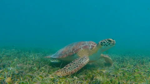 Green Sea Turtle Eating Grass Stock Footage