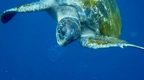 A Green Sea Turtle eats a jellyfish in the waters of the Galapagos Islands Stock Footage 10956548