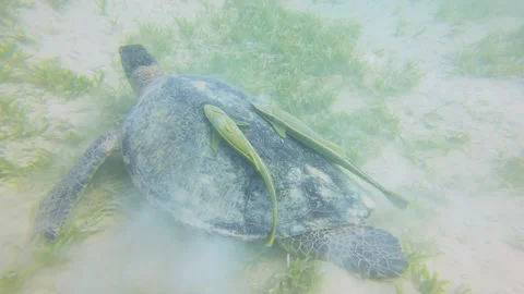 Green sea turtle feeding on sandy sea bed Vídeo Stock 211749353