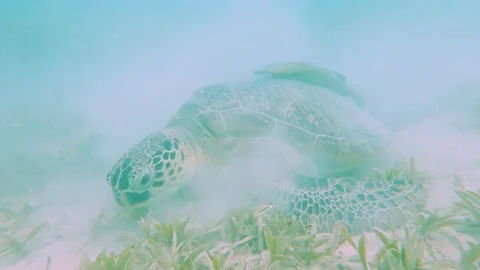 Green sea turtle feeding on sandy sea bed Stock Footage 227556941