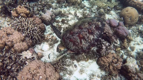 A green sea turtle finds something to eat on the coral reef floor. Stock Footage 121362793
