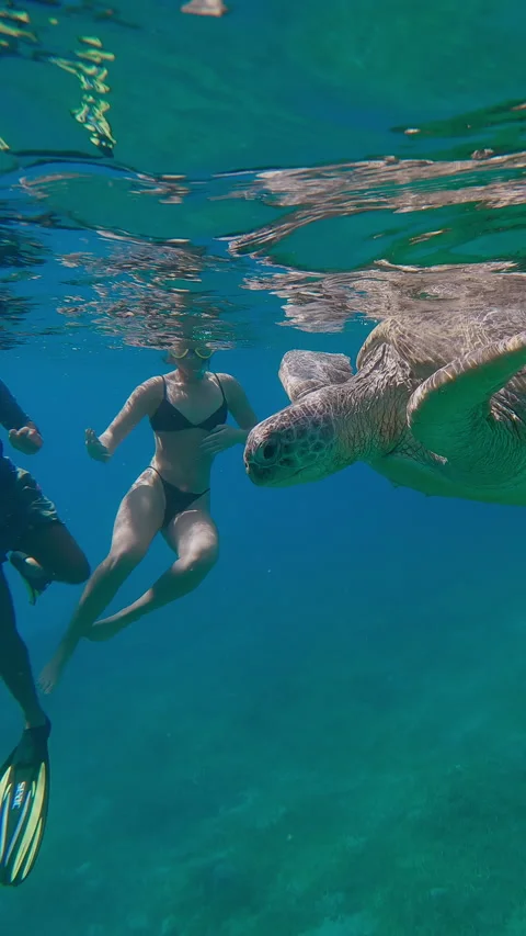 Green Sea Turtle floats on surface, couple snorkelers watches them in background Stock Footage 305320694