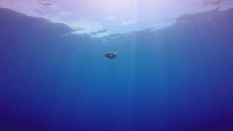 Green sea turtle fly in the ocean Stock Footage 263415596