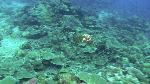 Green Sea Turtle Stock Footage 349764