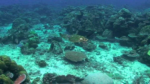 Green Sea Turtle 動画素材 349787