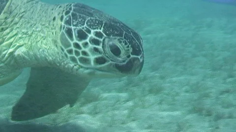 Green sea turtle Stock Footage 367252