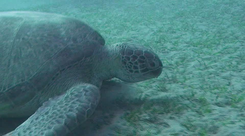 Green sea turtle Video stock 367746