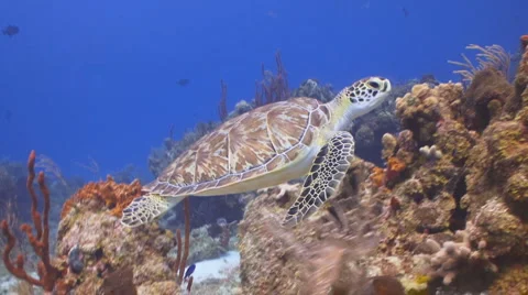 Green Sea Turtle Vidéo 1069006