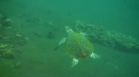 Green sea turtle Stock Footage 10723986