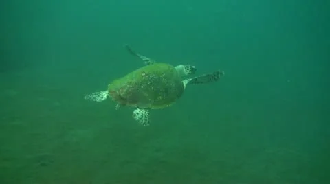 Green sea turtle Stock Footage 10735526
