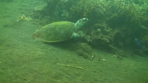 Green sea turtle Stock Footage 10737057