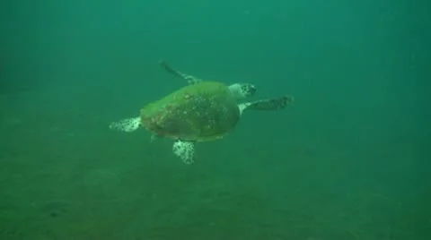 Green sea turtle Stock Footage 10737059