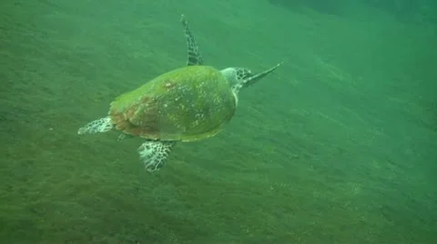 Green sea turtle Stock Footage 10737063