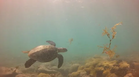 Green Sea Turtle Video stock 21426042