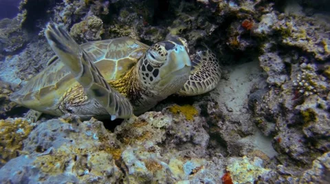 Green sea turtle 動画素材 42084072