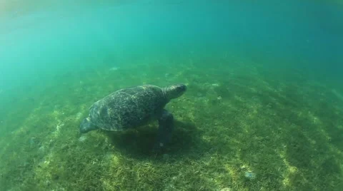 Green Sea Turtle Video stock 65449624