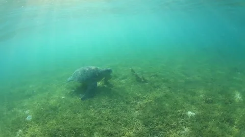 Green Sea Turtle Stock Footage 65449634