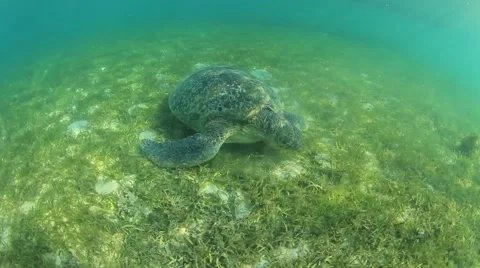 Green Sea Turtle Video stock 65449649