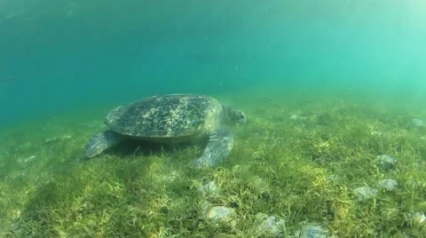Green Sea Turtle 動画素材 65449656