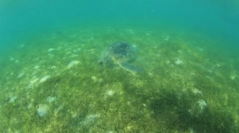 Green Sea Turtle Video stock 65449660