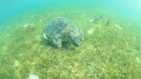 Green Sea Turtle Vidéo 65449668