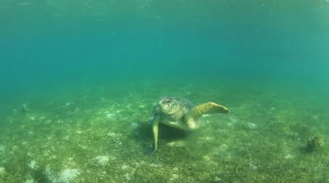 Green Sea Turtle 스톡 동영상 65449670