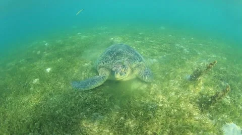 Green Sea Turtle 스톡 동영상 65449673